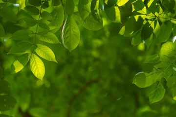Fototapeta na wymiar Natural leaf backgorund with light in morning