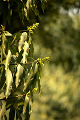 mango flowers on mango tree