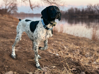 German Shorthair Pointer