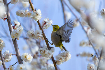 blue tit on branch