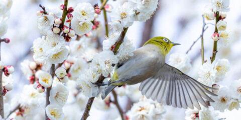 bird on a branch