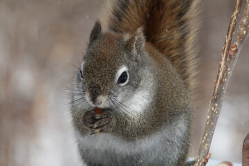 squirrel eating nut, William Hawrelak Park, Edmonton, Alberta