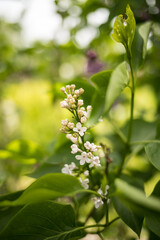 White flowers closeup of a branch. Blurred green bokeh background in the garden in spring.