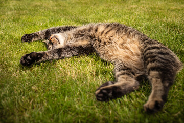 Naklejka na ściany i meble Cute european tabby cat lying on back in grass with outstretched paws, relaxing in sun. Light summer day