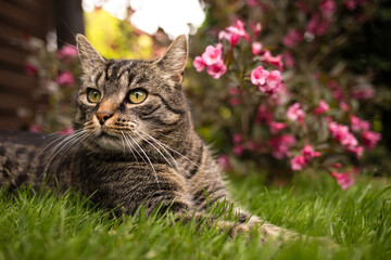 Cute European tabby shorthair cat lies on grass near bush with red flowers and looks left. In the...