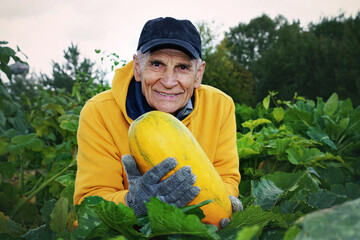 Old happy smiling farmer squatting in garden bed holding big ripe yellow zucchini in hands