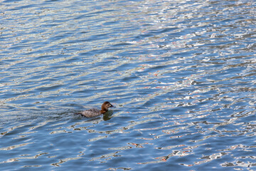 穏やかに波打つ青い水面と茶色のカモ