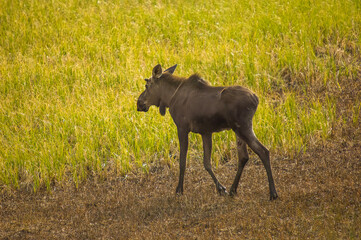 Fototapeta na wymiar Young Moose on a stroll