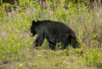Obraz na płótnie Canvas Black bear in springtine