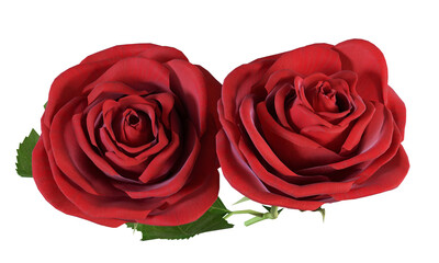 red rose isolated on white