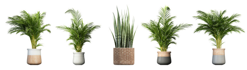 bunch of fresh parsley