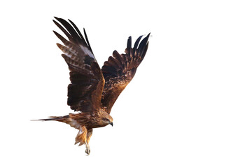Fototapeta na wymiar Bird of prey Black kite (Milvus migrans) flying on transparent background png file