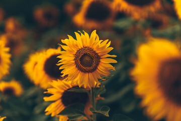 beautiful sunflowers in the sunset. Agriculture flower background concept. © Charnchai saeheng
