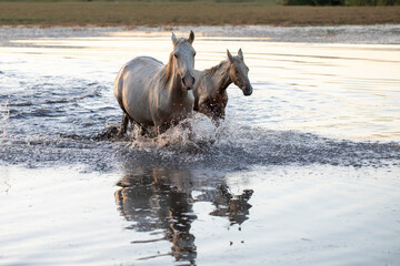 Wild Horse and foal running in Water