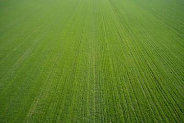 Green field top view. Large green field aerial view. Bright green field. Big lawn.