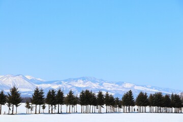 雪景色/山と防風林