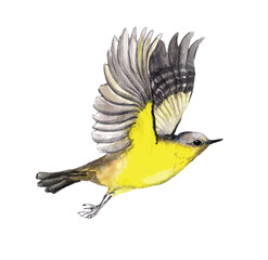 Bird fly. Watercolor vector illustration