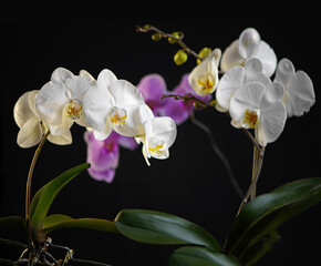 Fototapeta na wymiar White and Violet Phalaenopsis flowers. on black background