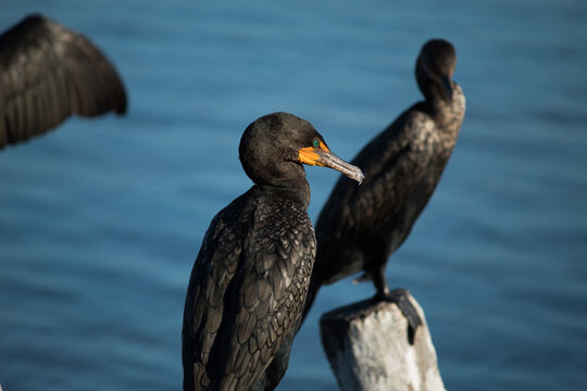 Cormoran orejon (Phalacrocorax auritus)
Unos ojos color esmeralda en el puerto de Rio Lagartos