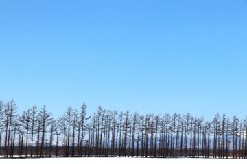 防風林と雪景色