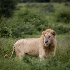 a white male lion in the wild