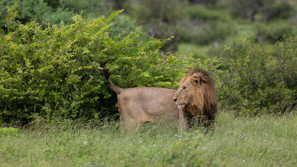 a mature male lion in green grass