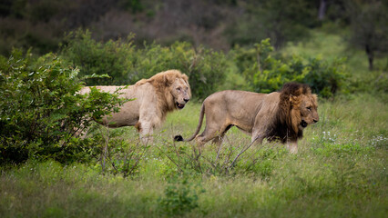 Fototapeta na wymiar a coalition of lions including a rare white lion