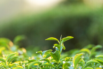 Green tea tree leaves field plant in camellia sinensis organic farm. Close up Tree tea plantations...
