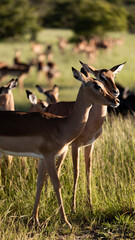 an impala herd during the golden hour