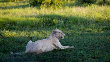 A wild white lioness during the golden hour in green grass