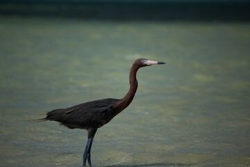 Garza rojiza (Egretta rufescens)
