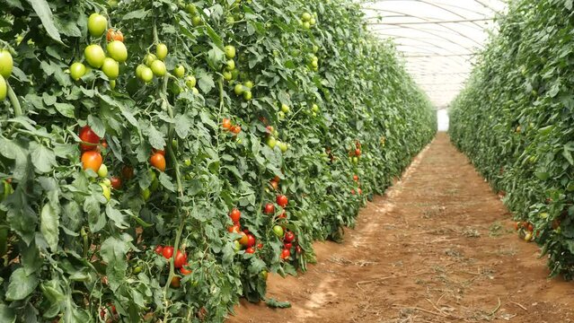Beautiful view from inside the greenhouse on a tomato plantation. High quality 4k footage