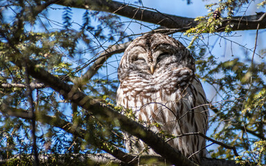 Cute Barred owl (Strix varia) sleeping in evergreen tree