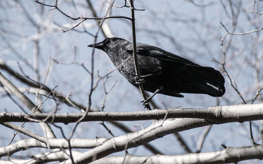 American crow clutching small branch in forest