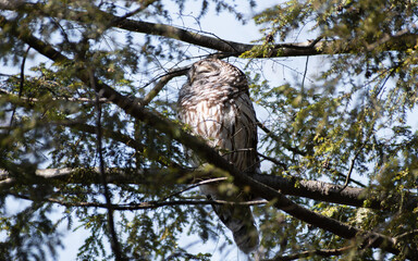 Barred owl (Strix varia) sleeping in a pine tree