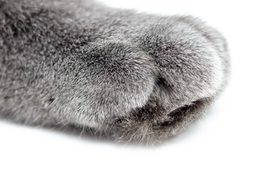 Gray cat paw isolated on white background. MacroGray cat paw isolated on white background.