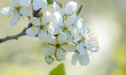 Flowers on a plum tree in spring.