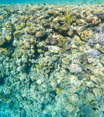Coral reef under sea water.