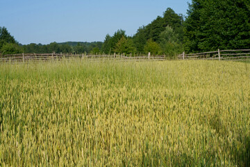 Outskirts of the village. Wheat field Wheat ears close-up in the sun. Immature wheat in the field and in the morning sun. Wheat in warm sunlight. Sunshine at wheat.