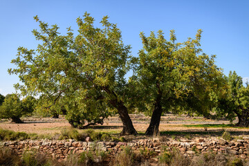 VISTA DE UN ALGARROBO (Ceratonia Siliqua)