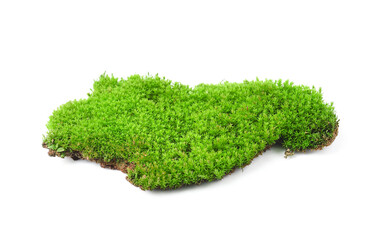 Green moss isolated on transparent png