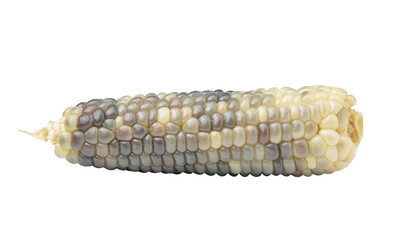 corn isolated on transparent png