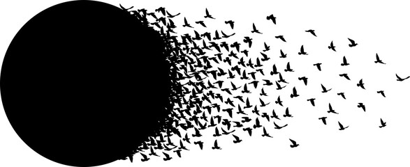Flying birds silhouettes pattern wallpaper. PNG transparent. isolated bird flying. tattoo design. template for card, package, and wallpaper.