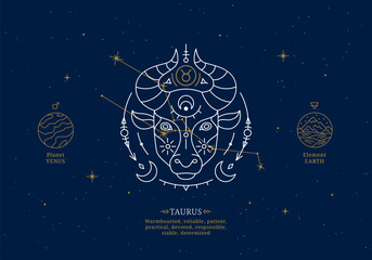 Taurus zodiac sign with description of personal features. Astrology horoscope card with zodiac constellation on dark blue sky thin line vector illustration