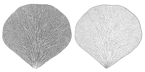 Rose petal isolated on transpatent background.  Monochrome floral design element. 