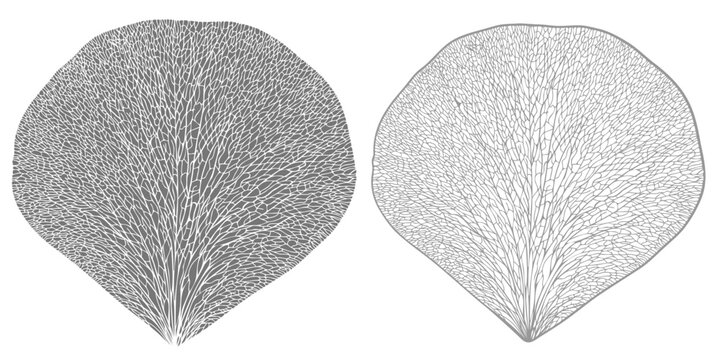 Rose petal isolated on transpatent background.  Monochrome floral design element. 