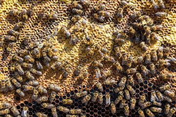 Abstract hexagon structure is honeycomb from bee hive filled