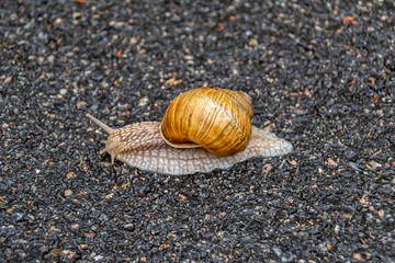 Big garden snail in shell crawling on wet road hurry home