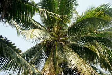 Fototapeta na wymiar young coconuts on coconut tree