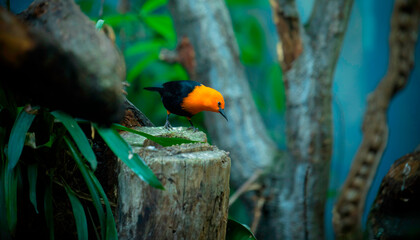 Scarlet-headed Blackbird, Amblyramphus holosericeus, black bird with orange red head in the tropic...